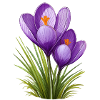 Crocuses