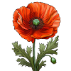 Poppy / Poppy