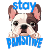 French Bulldog Stay Pawsitive