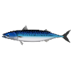Naturlig makrel til lystfiskere i Skandinavien, Norge