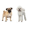 Kreuzung Pudel und Mops