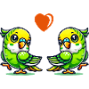 Budgie love
