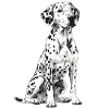 Dalmatian
