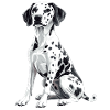 Dalmatian