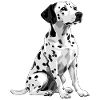 Dalmatian