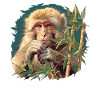 Macaque Macaque