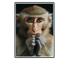 Macaque Macaque