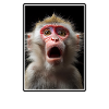 Macaque Macaque