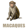 Macaque Macaque