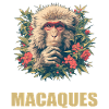 Macaque Macaque