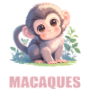 Macaque Macaque