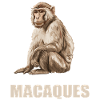 Macaque Macaque