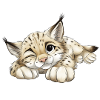 Cute lynx