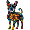 Boston Terrier