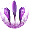 Crocuses Crocus Violet Flowers