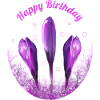 Crocuses Happy Birthday Flowers