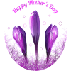 Crocuses Mother's Day