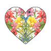 Wildflowers Flowers