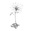 Carnation