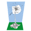Carnation