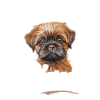 Brussels Griffon No Fluff Given