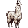 White llama