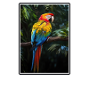 Macaw's Era