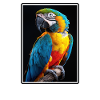 Macaw's Era