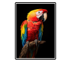 Macaw's Era