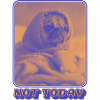 Not Today – Tired Pug Vibes