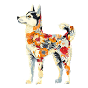 Sibirischer Husky