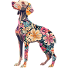 Weimaraner