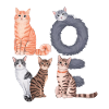 Liebe Katze