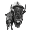 Bison