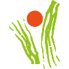 Sun Grass