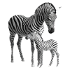 Zebra