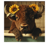 Bison