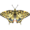 Polygon Butterfly – Geometric Butterfly