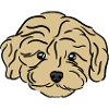 Chiot Doodle