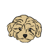 Cavapoo Mom