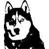 Husky Blick
