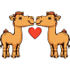 Couple de chameaux Saint-Valentin