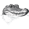 Krokodil