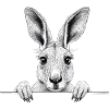 Känguru