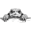 Schildkröte