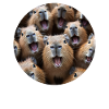Wasserschwein