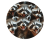 Waschbär