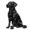 Labrador retriever noir