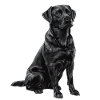 Labrador retriever noir