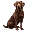 Brown Labrador